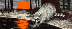 nemfrog:  A raccoon at sunset. Out-of-doors. v. 2. 1932.