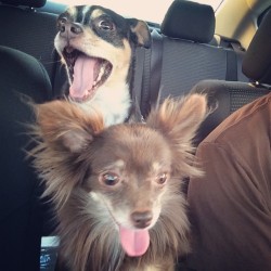 #outtakes 🐾😆 #keeprolling #chihuahuas #kids #dogs #photographsinthecar Roman &amp; Cece @whut_tha your son is too cute in this!!
