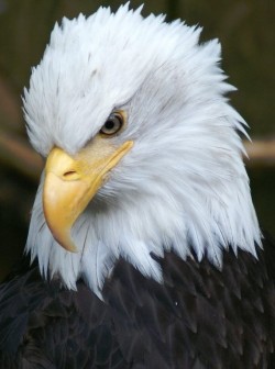 funkysafari:  Bald Eagle - Alaska by Timothy