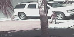 gifak-net:  Cat Saves Boy from Dog Attack [ video ]   Aww :,)