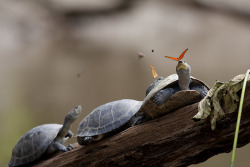 animalics:  Some turtles and butterflies getting along well in Ecuador Source: amalavida.tv (flickr)