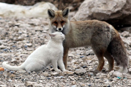 blua:  A cat and fox became two unlikely best friends that share a territory and hunt together as well as frequent cuddling.  