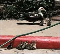 crowleysdelicateass:  fuzzykitty01:  victoriangothic:  fuckyeahlaughters:  catswithbenefits: “DON’T YOU FUCKING TOUCH MY BAB..oh..oh thank you kind sir”  so adorable, bless that guy for helping :)  awwwwwwwwh  that one ducky that does a barrel roll