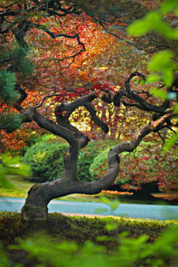 wowtastic-nature:  Japanese Maple by  Michelle Yarbrough Barkerhttp://wowtastic-nature.tumblr.com/