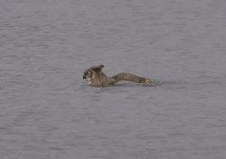 dinosaurbeards:  cultofkimber:  fencehopping:  Just an owl spotted taking a swim in Lake Michigan.  WHAT  this is the most majestic thing ever 