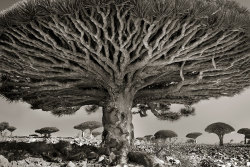 crossconnectmag: Ancient Trees: Beth Moon