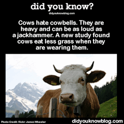 did-you-kno:  Researchers at the Swiss Federal Institute of Technology in Zurich found that cows wearing the five-and-a-half pound bells ate and chewed less than cows without the bells. Cows have more sensitive hearing than humans. Bells can generate