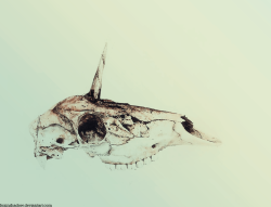 Ok, so I&rsquo;ve found a really pretty photo of&hellip; equine skull today, and so I&rsquo;ve made a simple photo manipulation
