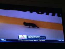 angryblackman:  hokuto-ju-no-ken:  unicornlordart:  the-entire-furry-fandom:    No, wait you don’t understand.  That cat became an icon THIS MONTH AND IS STILL ONE. that’s Jo-Pawveski, a stray who wandered onto the ice and past the nashville predators