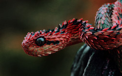omgaidawtf:  vermofftiss:  superdirectionerpottergleek:  donatj:  Indonesian Autumn Adder  that’s a dragon…don’t even try to fight me on this… that’s a fucking dragon  Baby Smaug  That’s the cutest thing I ever did see 
