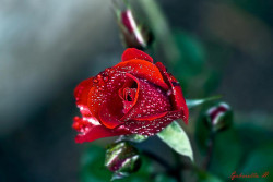 djferreira224:  A rose is born by Gabriella