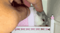 gifsboom:  Tiny Hamster Gets Tucked Into Tiny Bed. video 