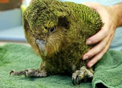 aeon-fux:  fullmetal-ravioli:  The kakapo is a critically endangered species of large, flightless, nocturnal, ground-dwelling parrot of the super-family Strigopoidea endemic to New Zealand. It has finely blotched yellow-green plumage, a distinct facial
