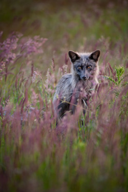 albinocoyote:  Red Fox (Silver) by Doug