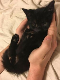 babydogdoo:  Black cats are beautiful