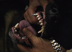  Navy Seals War Dogs Get Razor Sharp Titanium Canines That Can Tear Through Body