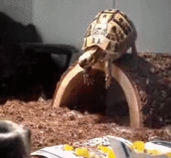 so-humorous:  Turtle Fall Fail More Hilarious