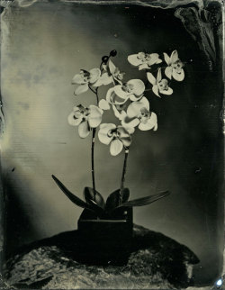 brookelabrie:now offering a frame option for the 3.5x4.5 portrait orientation wetplates{ check out this and more at my etsy store: wetplatewares }