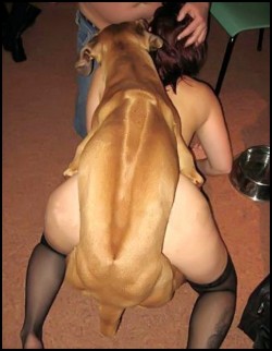 Girlxguyxbeast:  K9 Katie With Two Close Friends.submitted By Milfhunter 