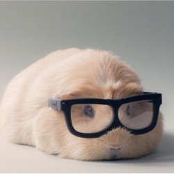 Just a cute guinea pig passing through! 