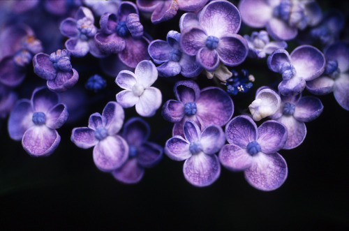 XXX floralls:    by  rosemary*   photo