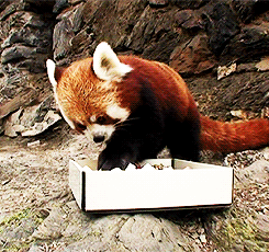 Elperezidente:  Words-From-The-Fox:  Red Panda Eating Sushi   Stahhp