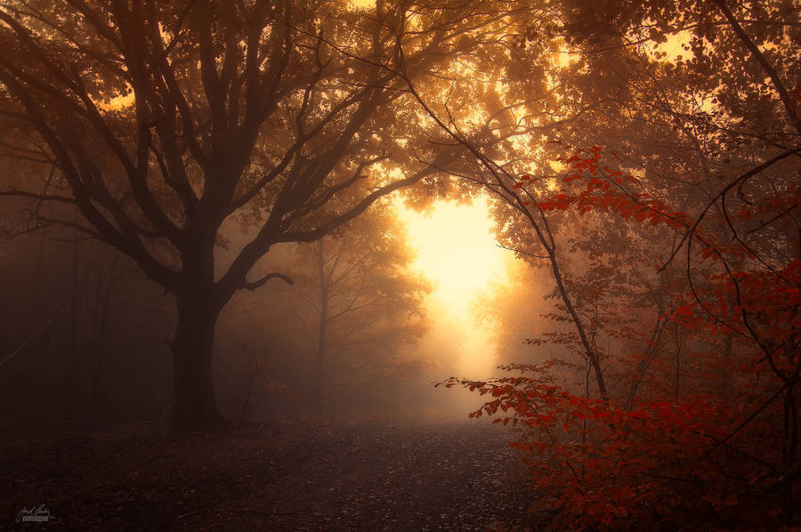 landscape-photo-graphy:  Enchanting Forests Photography Illuminate Autumn’s Beauty