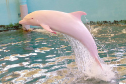 adapto:    Angel was captured last year as a baby during the annual “drive fishery” in Taiji, Japan, when hundreds of dolphins are herded into shallow water and killed with spears. The practice came to worldwide attention in 2009 after the release