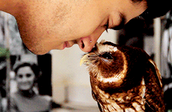 decadere:  thefuuuucomics:  vampire-kingmarshall-lee:  chinup-chestout:  animal-diversity: It’s like in the second to last gif the owl is saying “I got kissed by a really cute boy” &ldquo;…oh my&quot;   This owl is so beautiful??????!!  This
