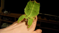 agelfeygelach:  bogleech:  florafaunagifs:  Leaf bug (Phyllium giganteum)  The constant wobbling as they move is a part of their disguise, making it seem as though the “leaf” is only moving because of a light breeze. If you blow on one it will also