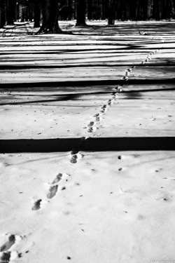 thliii:  1.5.14                   You Crossed the Line My oldest Daughter and I were on a photo walk when we came across these animal tracks. It reminded me of a image by my friend Antonio Polo. When I came home and looked at his photo, I realized