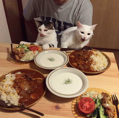 Sex catsbeaversandducks:  Cats & Food Two pictures