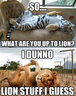 memes-overdose:  What are you up to lion?Click
