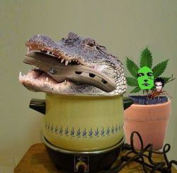   Croc in a croc in a crock pot next to a potted Robert Plant pot plant with an Adam Ant antlered ant in Robert Plant&rsquo;s plant&rsquo;s pants.  
