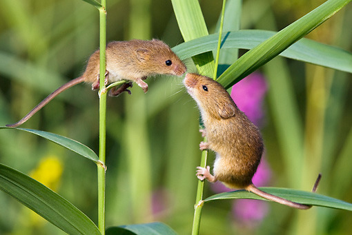 this is a harvest mouse appreciation post porn pictures