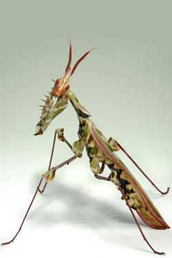 sixpenceee:  Idolomantis diabolica, commonly known as the Devil’s Flower Mantis is one of the largest species of praying mantis, possibly the largest that mimics flowers. This species is known most for is its deimatic display. Deimatic display is the
