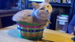 catasters:  Muffin Cat Photo via Imgur