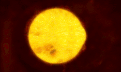 skunkbear:  The Gigantic Peanut In The Sky This is an artist’s representation of the largest yellow star ever found. It is more than 1,300 times larger than the Sun and it is rapidly getting even larger. According to the study leader, Olivier Chesneau: