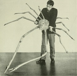 000l0l0l00:  danskjavlarna:  Here’s a giant spider crab from Japan, featured in The American Museum Journal, 1904. My Strange &amp; Unusual Site | Books | Videos | Music | Etsy   🧩