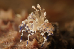 socialfoto:harlequin shrimp Harlequin shrimp from Tulamben by labadj