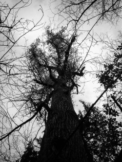 Phillip-Partin:  Elder Tree (By Phillip Partin) 