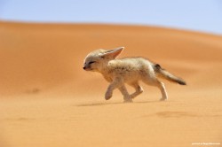 orchestraldesign:  Fennec fox in the desert.  Squeeee~! &lt;333