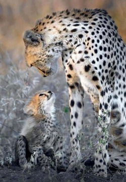 The look of love (Cheetah with her cub)
