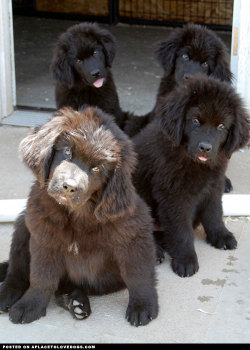aplacetolovedogs:  Newfoundland puppies snuggle crew!!!! Who’s ready for a snuggle? Omg…..sooooooo cute!! For more cute dogs and puppies