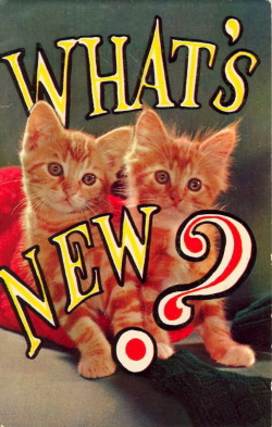 bad-postcards:  WHAT’S NEW PUSSYCATS?