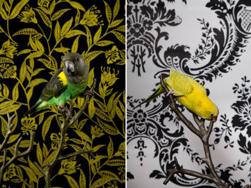 lip-lock:  Birds Of A Feather | by Claire Rosen. A brilliant live portrait series by Claire Rosen featuring vintage wallpaper backdrops to accentuate and highlight the colors of each bird, which range from the common Parakeet to the exotic Hyacinth Macaw.