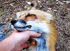 this-squirrel-is-on-fire:  wow i thought foxes were supposed to be dangerous but really they’re just tiny ginger dogs 