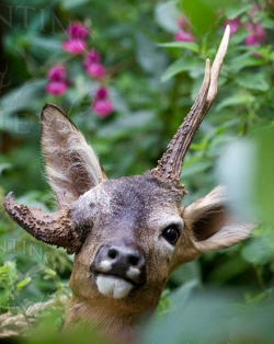 skillet-the-creeper:  zooophagous:  seitheadoir:  Roe buck with antler deformity in which an antler is growing from the eye socket.  Nature what the fuck  Metal as hell 