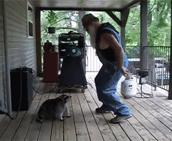 badgerofshambles:  thecouscousqueen:  fatalismulier:  crispy-ghee:  thaxted:  A person with an epic beard dances cutely with a floppy fat raccoon. This is the very definition of perfect.    this made my day it looks like a scene from a disney movie but