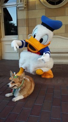 callofthenerd:  My friend posed her dog with Disney characters at Disney world  I find it amazing that he seems the most smiley when he&rsquo;s posed with dog characters! 